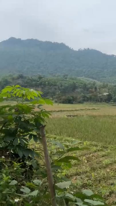 Đất thổ cư Hương Cần, Thanh Sơn 300m² giá chỉ 100 triệu - Cơ hội đầu tư hấp dẫn!