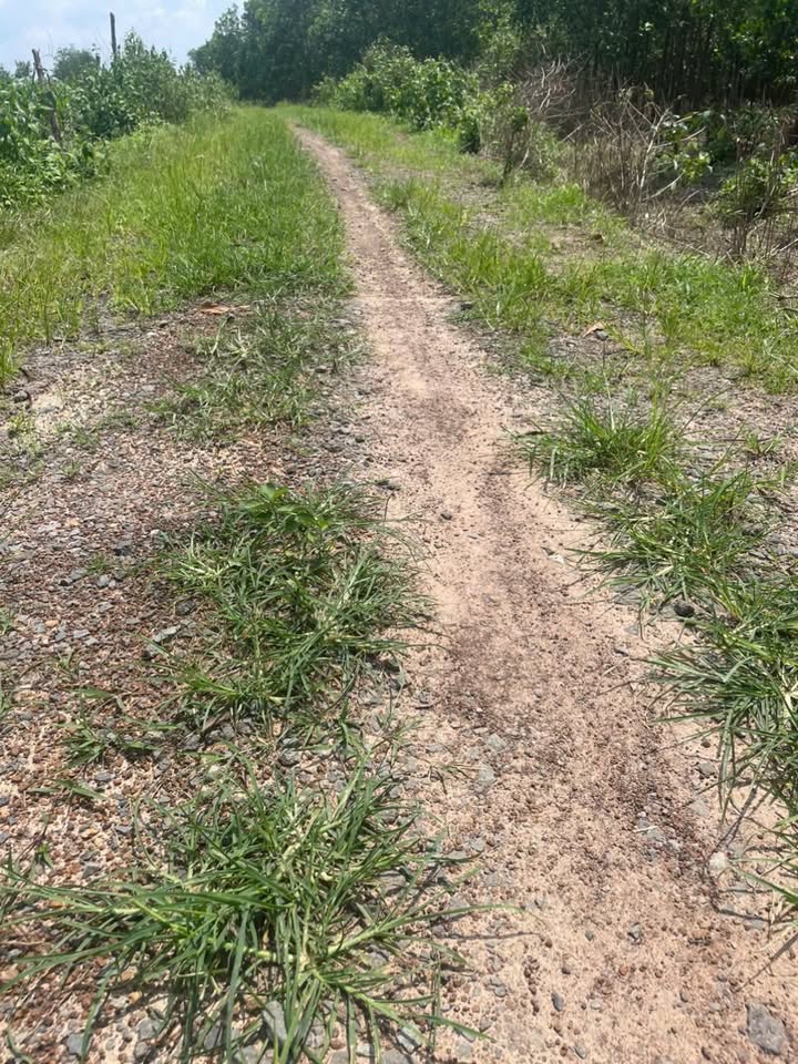 Đất cây lâu năm 1600m² Suối Cao Xuân Lộc 420 triệu - Sổ hồng chính chủ