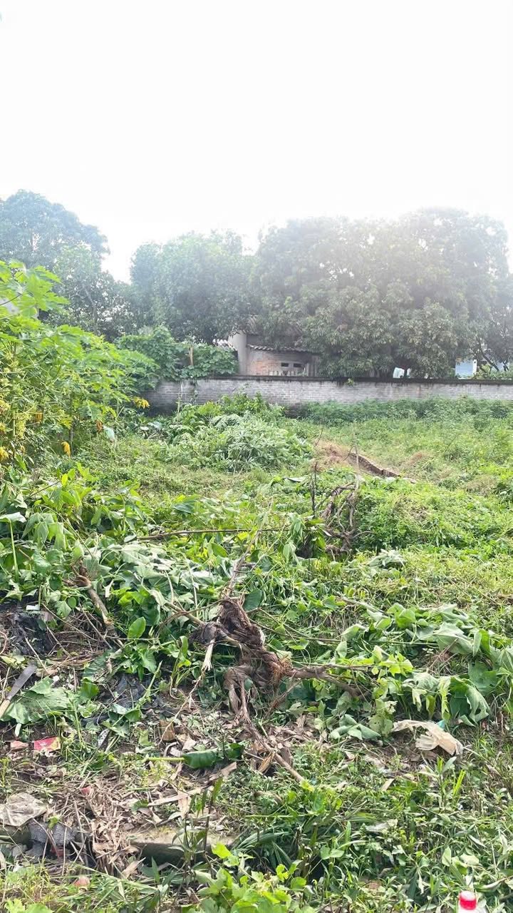 Đất nền Phú Ninh Thanh Vân 113m² giá 1.3 tỷ - Pháp lý rõ ràng, nở hậu