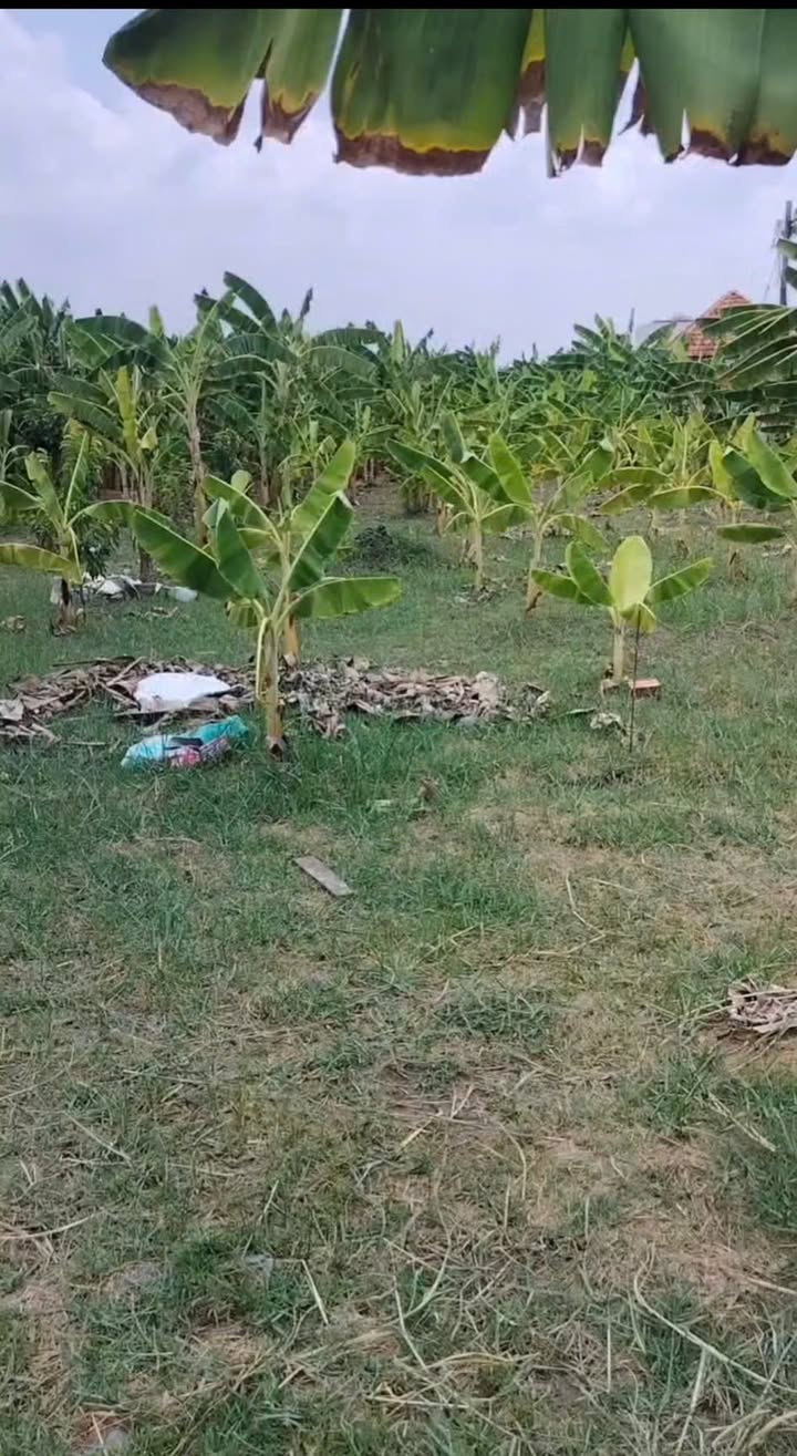 Đất nền 1500m² An Phú Tây, Bình Chánh - Giá chỉ 10.5 tỷ, sổ đỏ chính chủ!