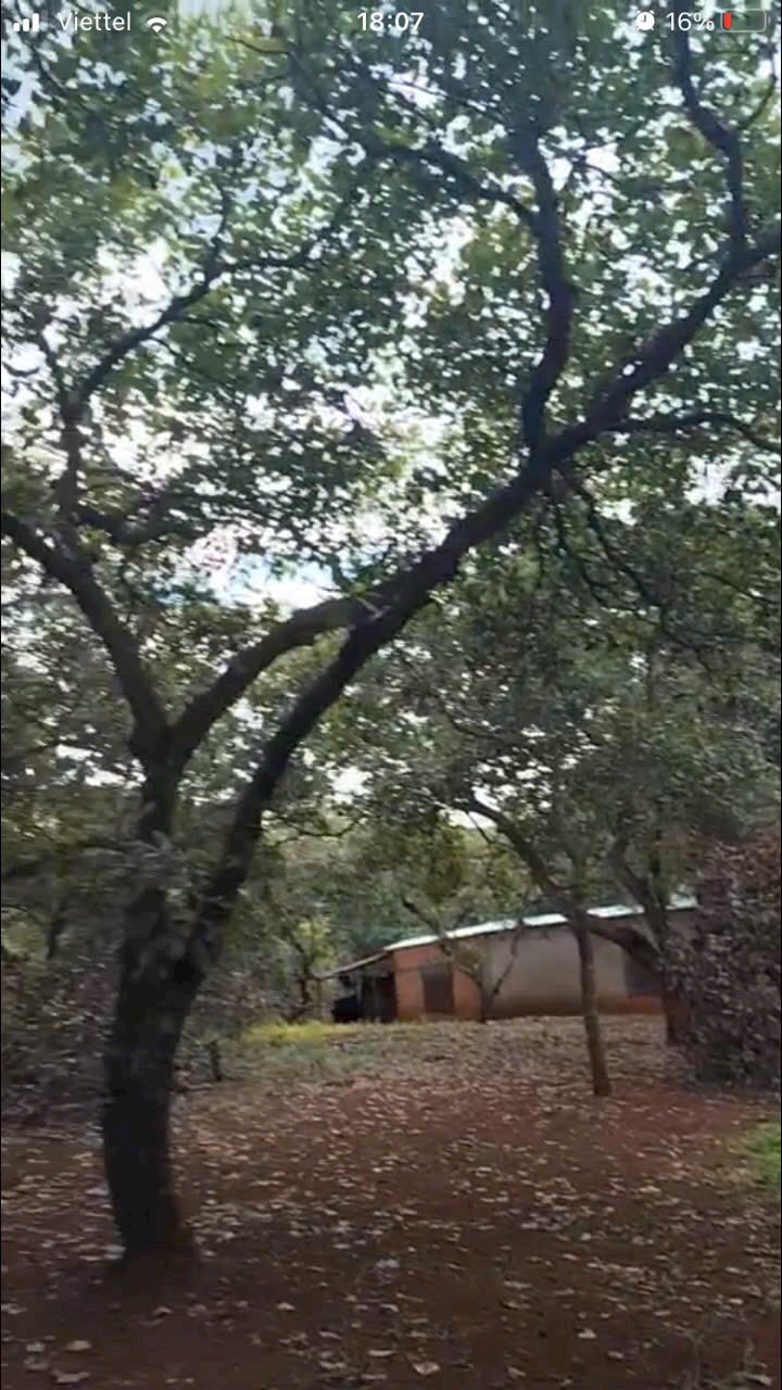 Đất điều 3ha Tân Lợi, Hớn Quản giá 1.2 tỷ - Đầu tư sinh lời tuyệt vời!