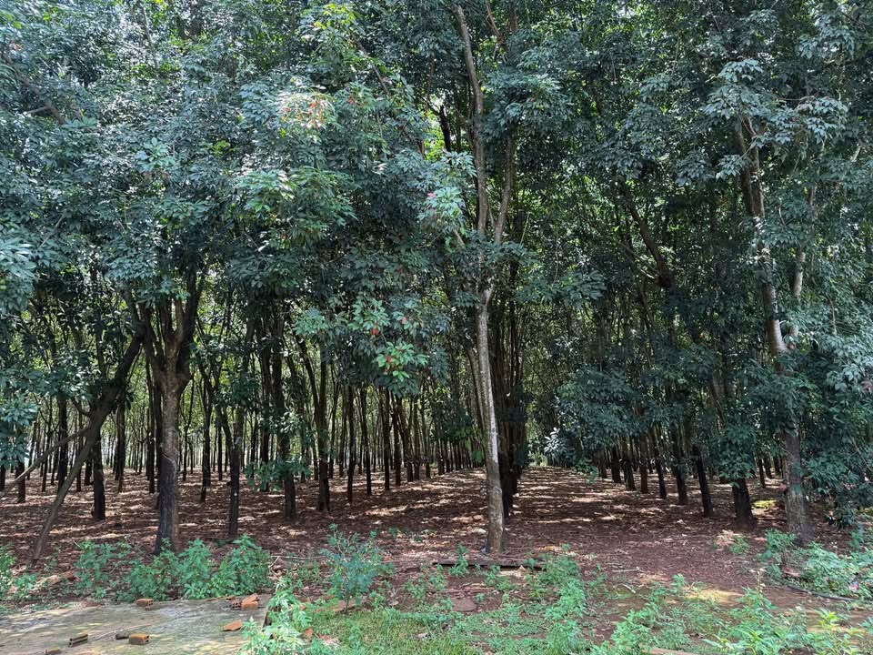 Đất thổ cư 400m² đường Đức Hạnh, Bù Gia Mập chỉ 3.2 tỷ - Tiềm năng đầu tư lớn!