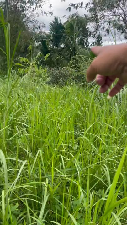 Đất nền 17730m² tại Nghĩa Tân, Gia Nghĩa - Giá chỉ 2 tỷ VND, vị trí đắc địa!