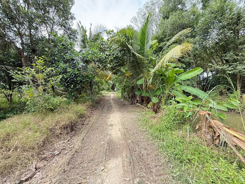 Đất vườn 7 công xã Cần Đăng An Giang giá chỉ 1.209 tỷ - Sổ hồng chính chủ, thương lượng!