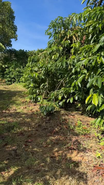 Farm 7,1ha tại Bờ Y, Ngọc Hồi - Giá chỉ 6 tỷ với nhiều tiềm năng!