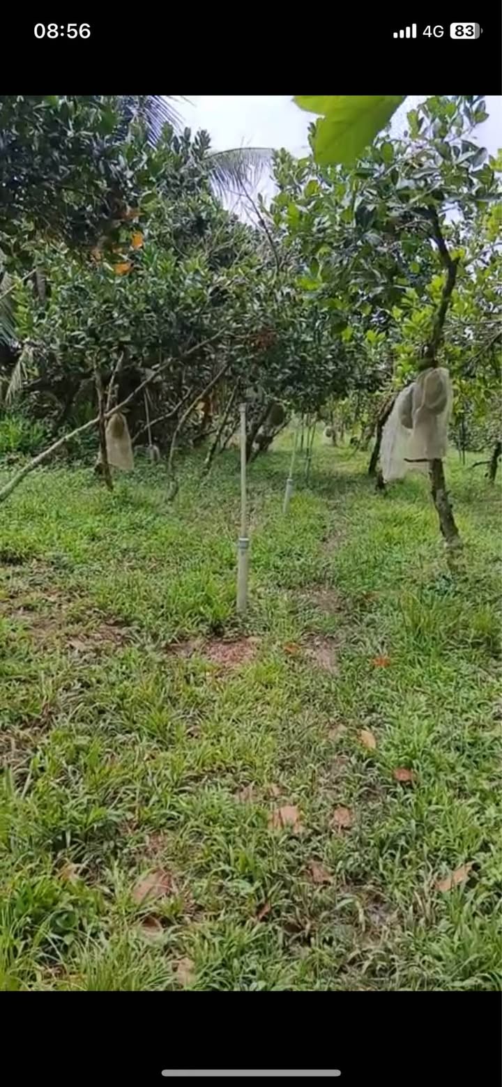 Đất nền mặt tiền 20m tại Tân Hạnh, Biên Hòa 2860m² giá 1.1 tỷ - Cơ hội đầu tư tuyệt vời!