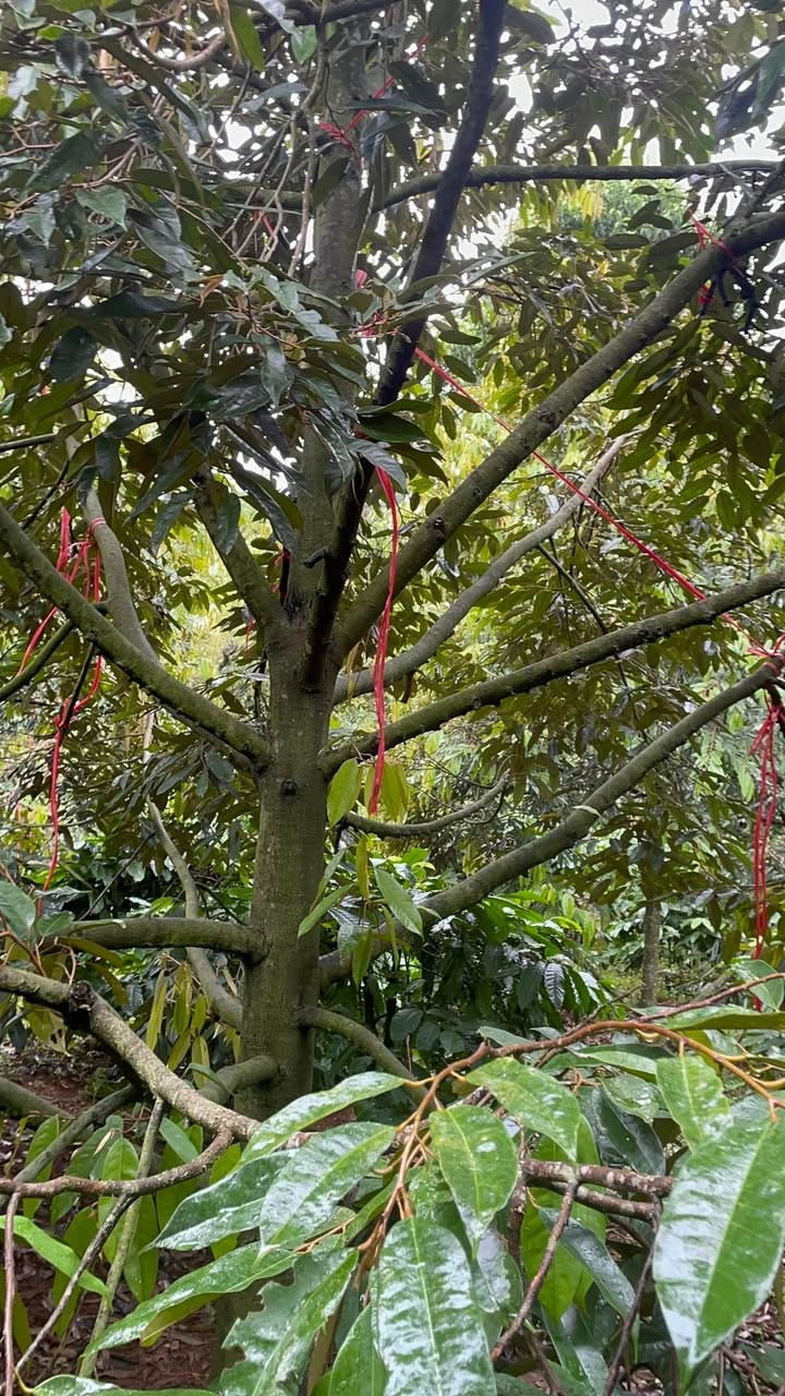 Đất vườn Cư M'gar 15.840m² giá 1.76 tỷ - Pháp lý rõ ràng, nguồn thu ổn định!