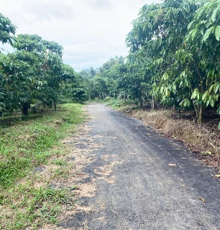 Đất nền Tân Lạc Bảo Lâm 1156m² giá 1.2 tỷ - Mặt tiền 45m, sổ đỏ chính chủ!