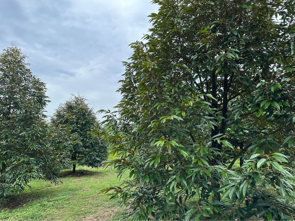 Đất Farm 7 Sào Sầu Riêng Thái Tại Phước Lộc 2.24 Tỷ - Thu Nhập Ổn Định!