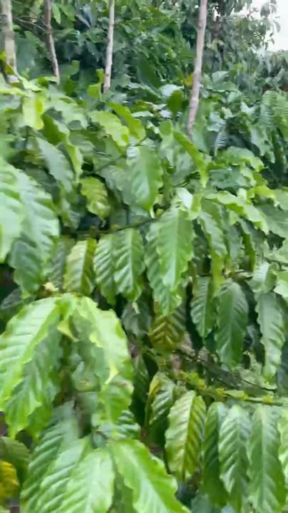 Đất thổ cư thôn 9 Lộc Ngãi 5606m² giá 2.5 tỷ - Sổ đỏ chính chủ, gần nhà thờ