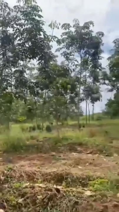 Đất nông nghiệp Phú Riềng 3ha giá chỉ 800 triệu - Đầu tư sinh lời hấp dẫn!