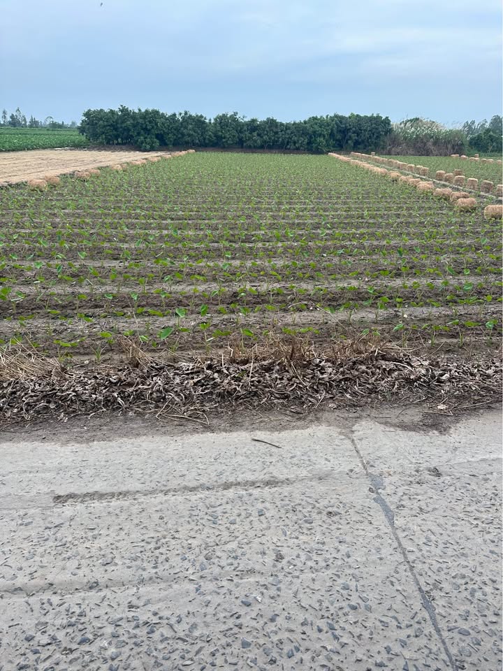 Đất nền Mỹ An Hưng 2001m² giá 1.5 tỷ - Cơ hội đầu tư lý tưởng!