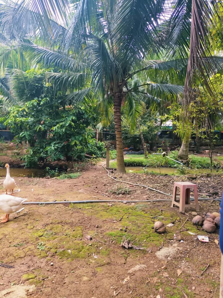 Đất vườn tại xã Tân Thạch, Bến Tre 2000m² giá 1.5 tỷ - Cơ hội đầu tư tuyệt vời!