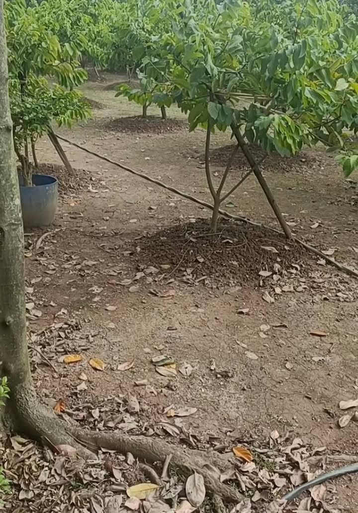 Đất trồng cây lâu năm tại Đại Hưng, Mỹ Đức, Hà Nội 720m² - Cần bán gấp!