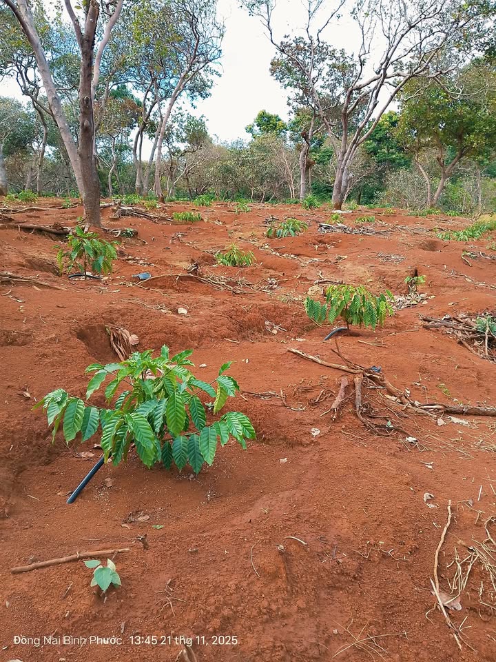 Farm Thọ Sơn Bù Đăng 19000m² giá 2.2 tỷ - Đầu tư sinh lời tiềm năng!