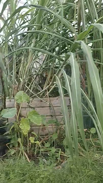 Đất thổ cư Hẻm 66 Trần Phú, Long Hoa 104m² giá 1.352 tỷ - Sổ đỏ chính chủ!