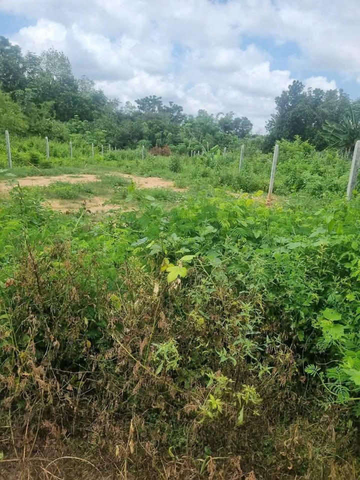 Đất thổ cư Phước Thạnh, Gò Dầu 135m² giá 395 triệu - Cơ hội đầu tư sinh lời!