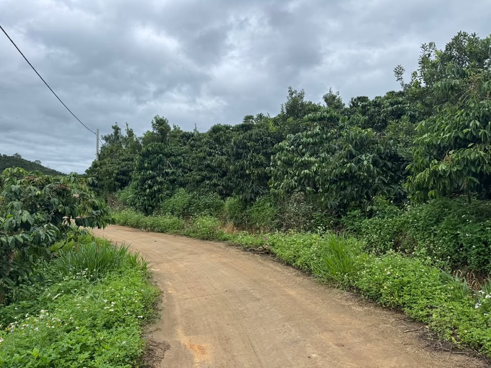 Đất nông nghiệp Đạ Đờn Lâm Hà 43000m² giá chỉ 12.04 tỷ - Cơ hội đầu tư hấp dẫn!