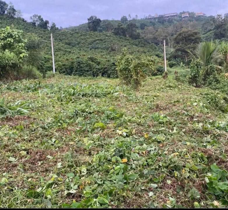 Đất Lộc Thành 1000m² giá chỉ 600 triệu - Cơ hội đầu tư sinh lời!