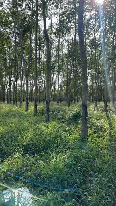 Đất nông nghiệp 2ha tại Nghĩa Hồng, Nghĩa Đàn - Cơ hội đầu tư hấp dẫn!