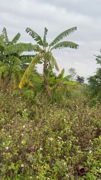 Đất nền 83m² phố Phạm Ngũ Lão, Mỹ Hào, Hưng Yên - Vị trí đẹp, góc 2 mặt tiền, chỉ 4 tỷ!