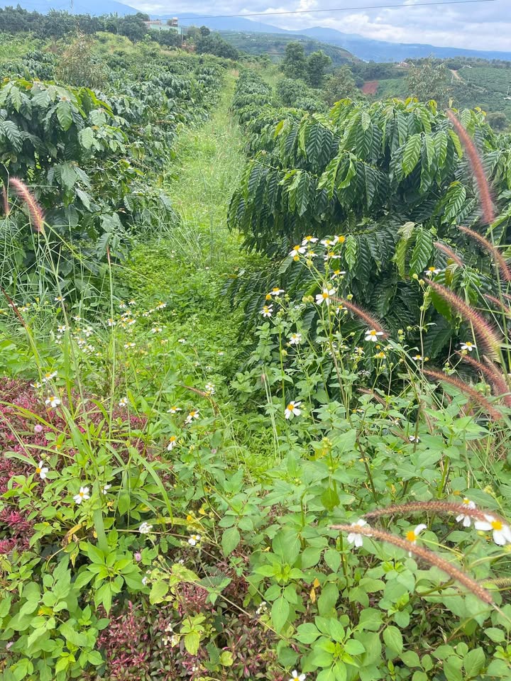 Đất nền Tân Thanh Lâm Hà 930m² giá 5.2 tỷ - Tiềm năng đầu tư cao!