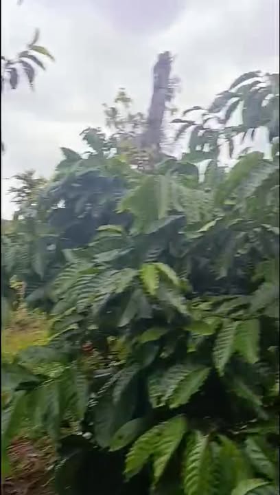 Đất nền xã Ea Khal, Ea H'leo 13680m² giá 790 triệu - Đầu tư sinh lời ngay!