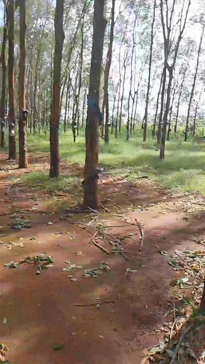 Farm 10ha tại xã Ia Chia, Gia Lai giá chỉ 16 tỷ - Đầu tư sinh lời lý tưởng!