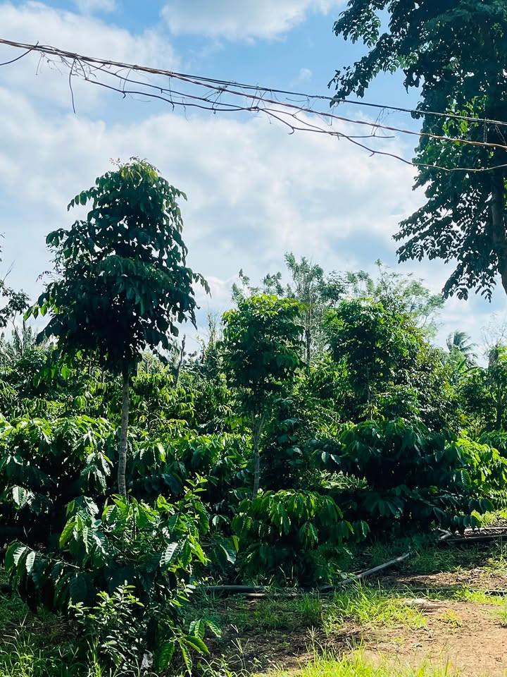 Đất nền Cư M'gar Đắk Lắk 18.000m² giá 1.999 tỷ - Đường ô tô vào tận nơi!