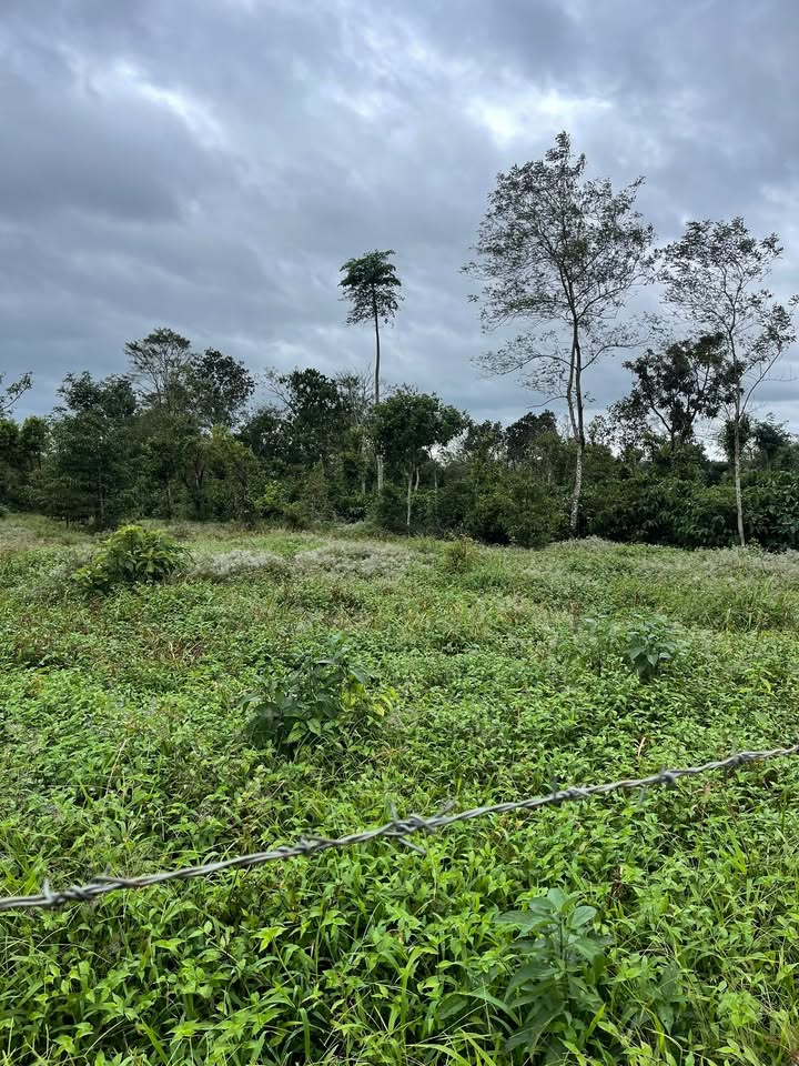 Đất rẫy 4,7 sào xã Ea Tul, Cư M'gar - Giá chỉ 950 triệu!