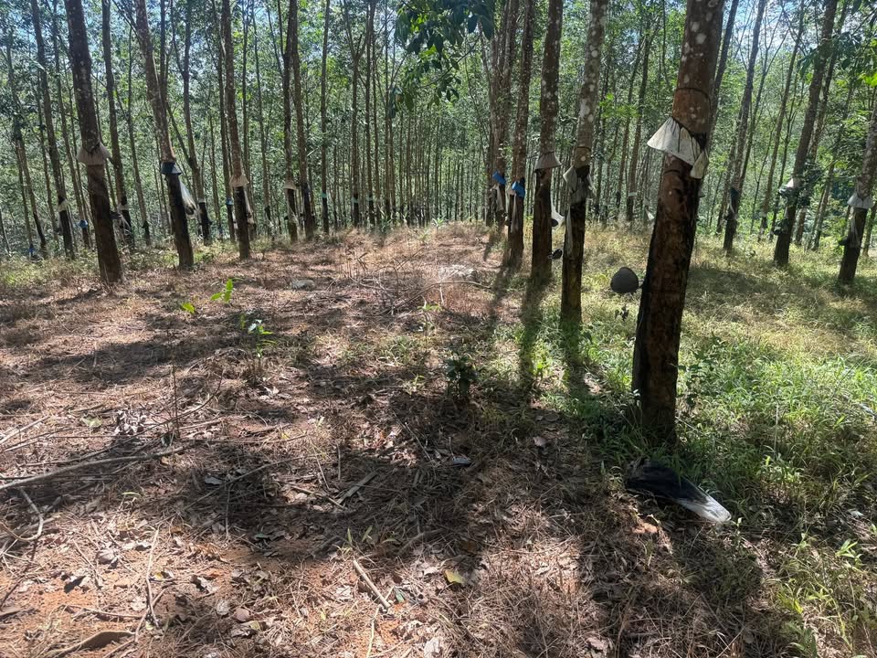 Farm 5ha Đắk Xú, Ngọc Hồi, Kon Tum giá 4 tỷ - Đầu tư sinh lời hấp dẫn!