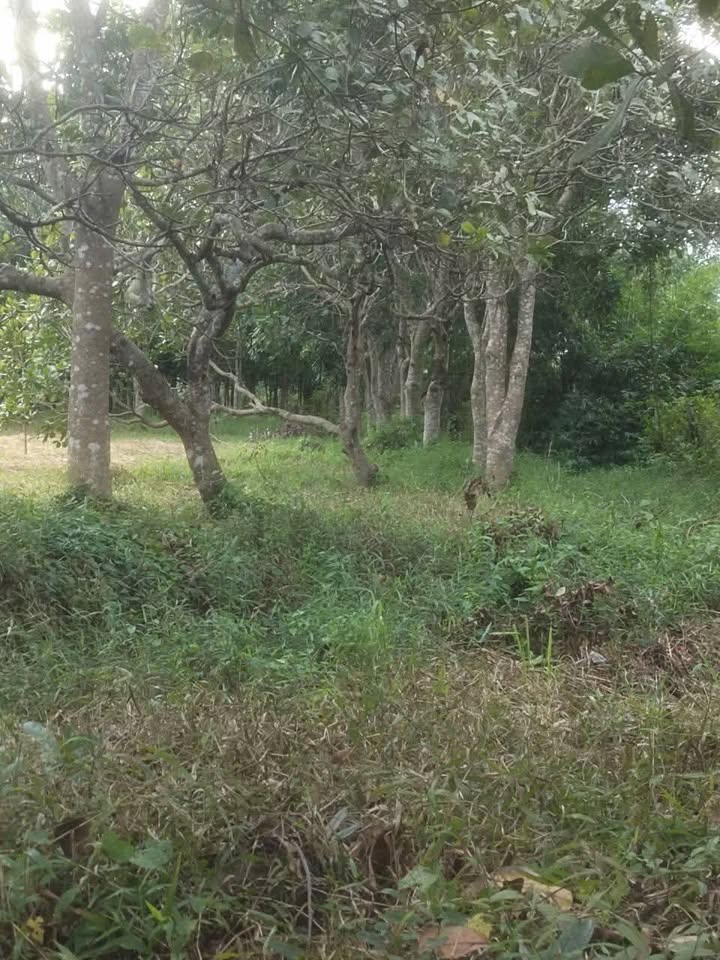 Đất nền 6400m² tại Thanh Hòa, Bù Đốp - Giá chỉ 720 triệu, đầu tư sinh lời cao!