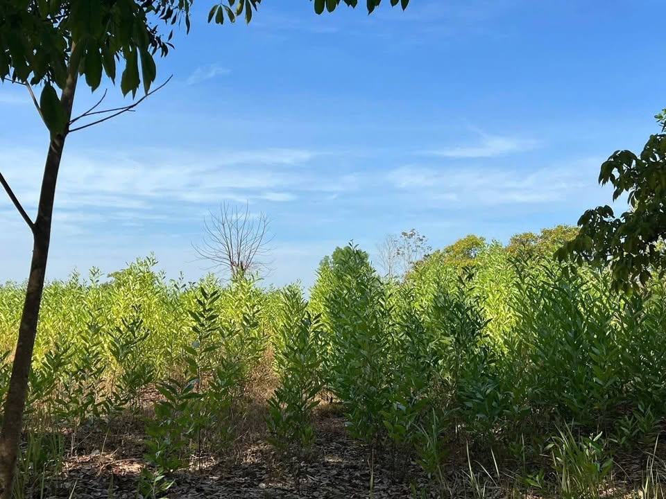 Đất 6.300m² xã Thanh Hòa, Bù Đốp - Giá chỉ 470 triệu - Đầu tư tiềm năng!