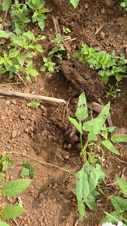 Đất nông nghiệp 1,7 ha tại xã H'Bông, Chư Sê, Gia Lai - Giá 600 triệu, đầu tư sinh lời!