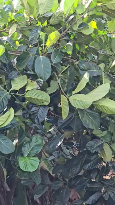 Đất mặt tiền Quốc lộ 14, xã Ia A, huyện Chư Pưh, 700m² giá 10.5 tỷ - Đầu tư sinh lời lớn!