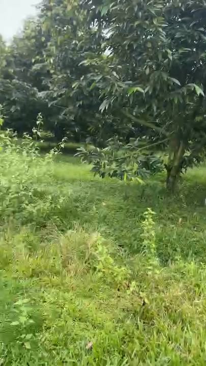 Farm đất sầu riêng 1,8ha tại Đạ Tẻh, Lâm Đồng - Giá 4 tỷ, thương lượng ngay!