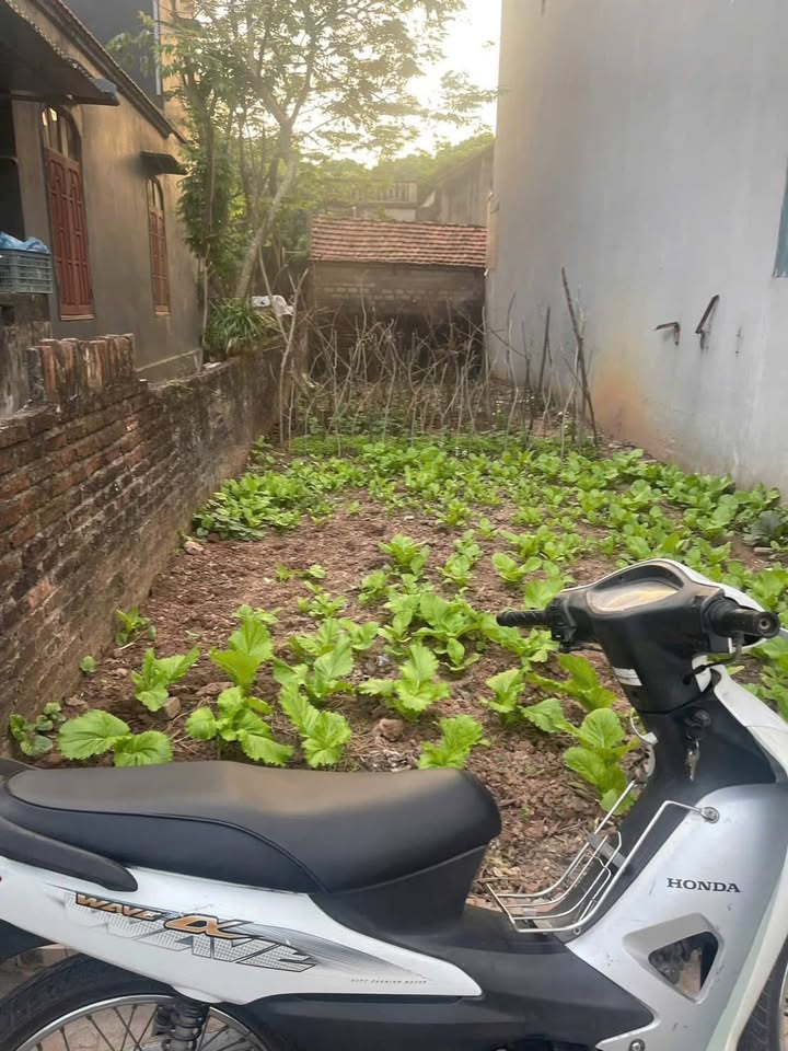 Đất Phượng Đồng 78m² giá thỏa thuận - Ô tô vào tận nơi, gần điểm xe buýt!