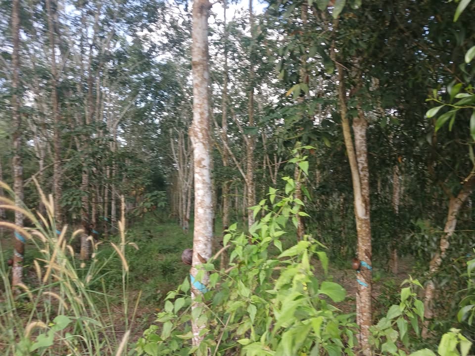 Đất nông nghiệp Tân Lâm Xuyên Mộc 34.200m² giá 3.384 tỷ - Đầu tư sinh lời ngay!