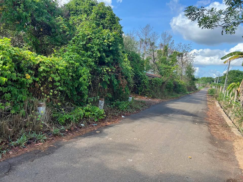 Đất nền thổ cư 7.274m² mặt tiền nhựa xã Nghĩa Thành chỉ 9 tỷ - Cơ hội đầu tư hấp dẫn!