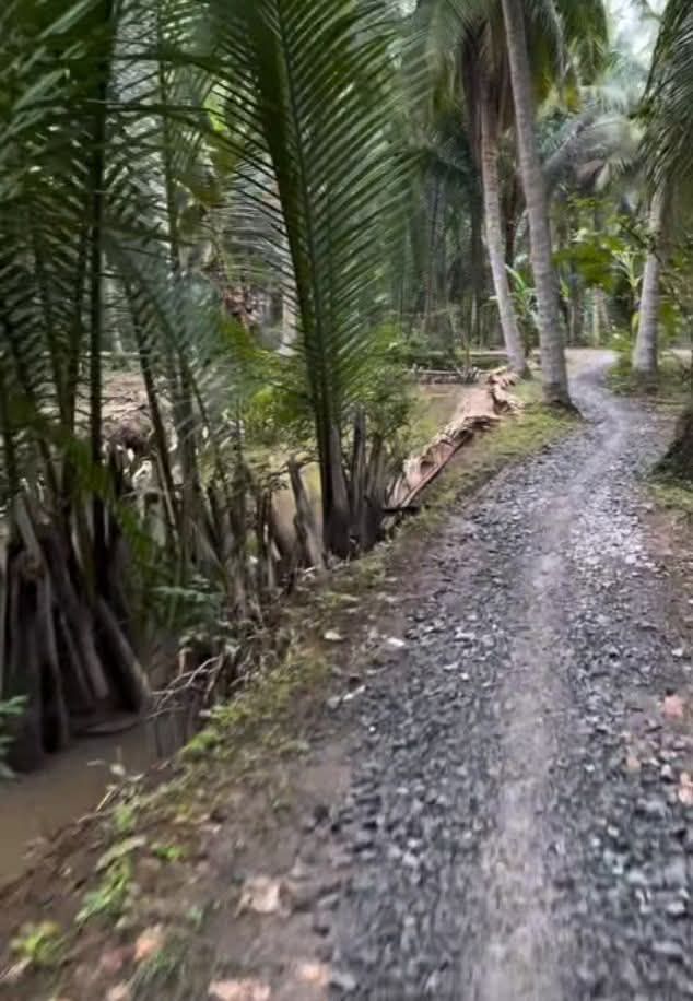 Đất vườn dừa Tân Thành Bình 8100m² giá 900 triệu - Cơ hội đầu tư tuyệt vời!