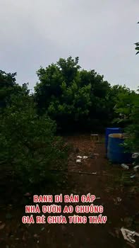 Nhà vườn trái cây đẹp tại Hưng Thịnh, Trảng Bom 5164m² giá 8.35 tỷ - Đầu tư sinh lời!