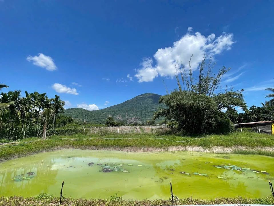 Đất vườn 4.1 sào phường Ninh Sơn, TP Tây Ninh - Đầu tư sinh lời hợp lý!