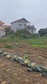 Đất đấu giá Hạ Lễ Ân Thi 120m² giá 2 tỷ - Đầu tư tiềm năng sinh lời!