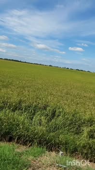 Đất nông nghiệp 3000m² xã Bình Hòa Tây, Mộc Hóa - Giá rẻ, thương lượng ngay!