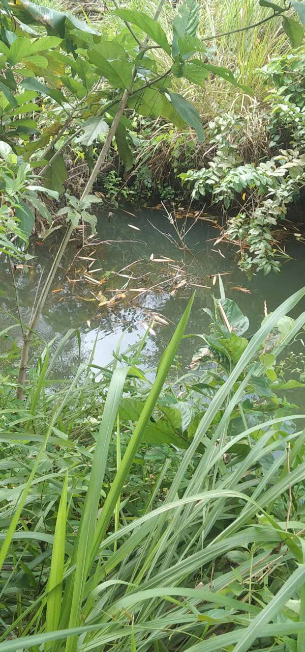 Đất nông nghiệp 2ha tại xã Đăk Ơ, huyện Bù Gia Mập - Giá chỉ 2,1 tỷ VND