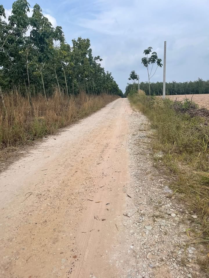 Đất nền 3,3ha Minh Thạnh, Dầu Tiếng giá 2,3 tỷ - Cơ hội đầu tư hiếm có!