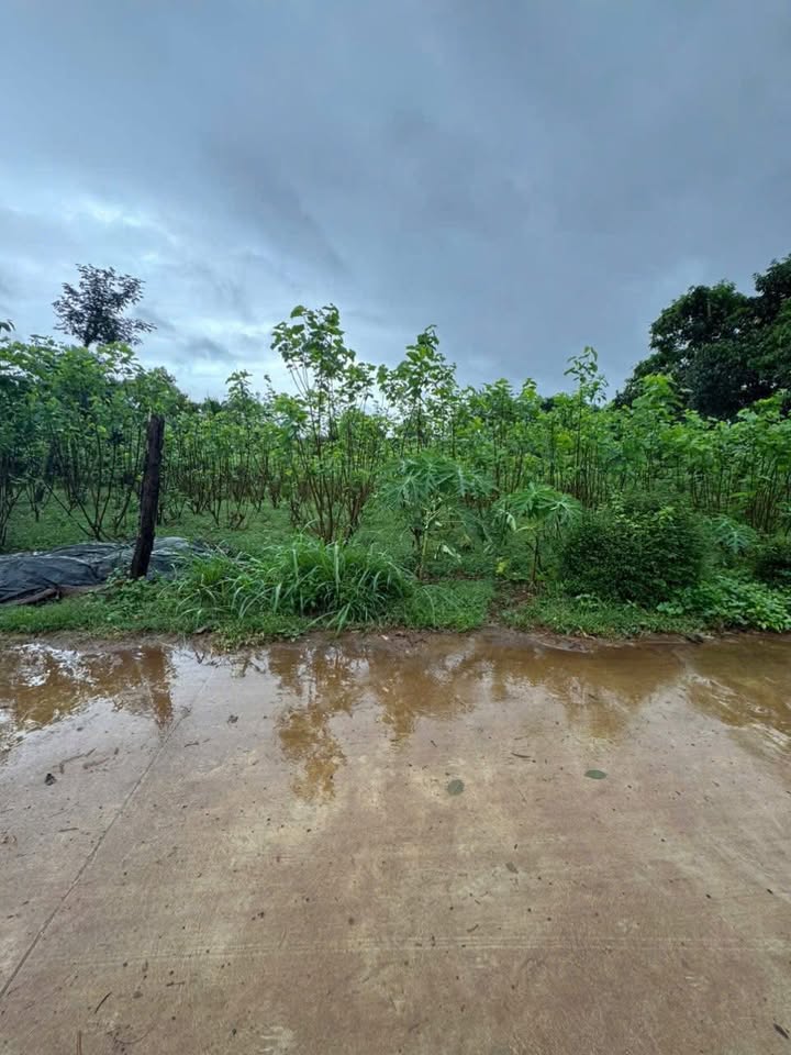 Đất thổ cư 250m² phường Thống Nhất, Buôn Hồ chỉ 550 triệu - Đầu tư sinh lời ngay!