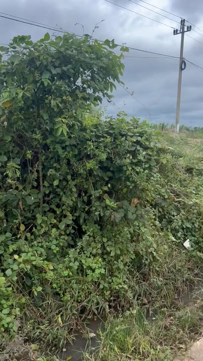 Đất nền 7 sào tại xã Eahleo, Đắk Lắk - Giá chỉ 1.55 tỷ, tiềm năng đầu tư lớn!