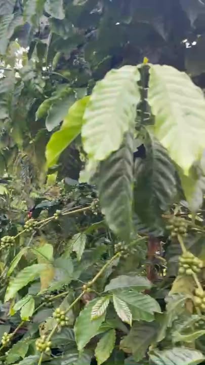 Bán đất đường Trương Định, phường Chư Á, Gia Lai - 5,5 sào, giá 2,6 tỷ thương lượng!