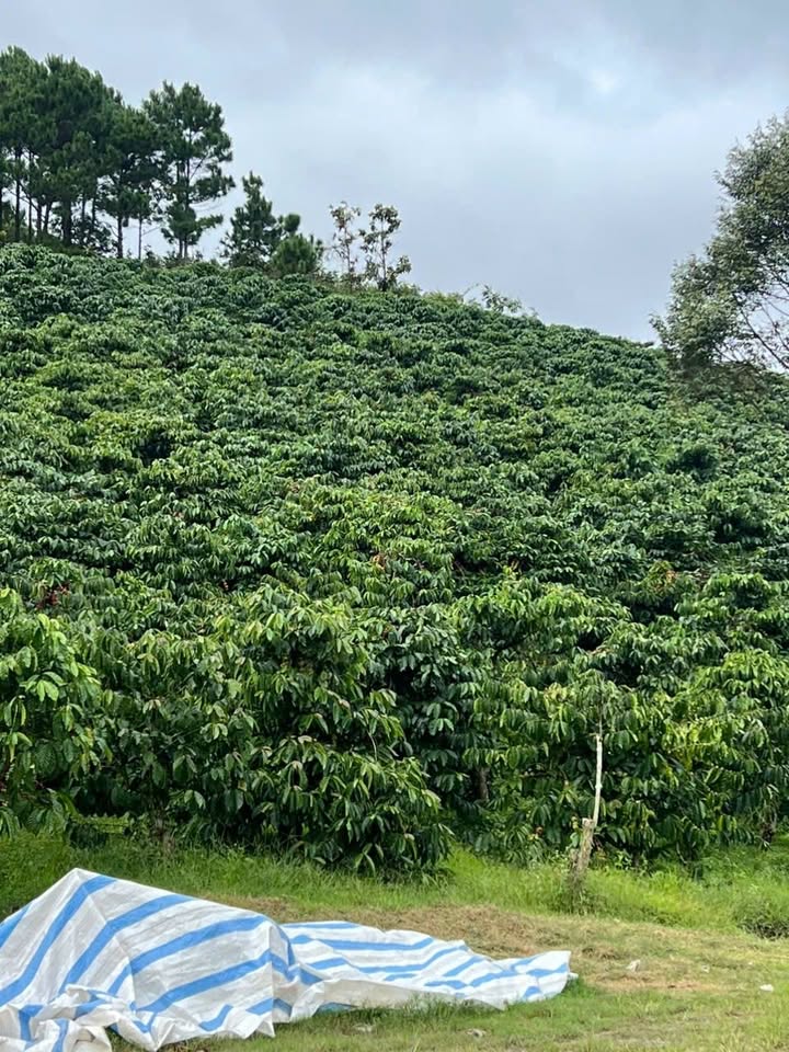 Đất nền Đà Loan 1560m² giá 4.7 tỷ - Cơ hội đầu tư tuyệt vời!